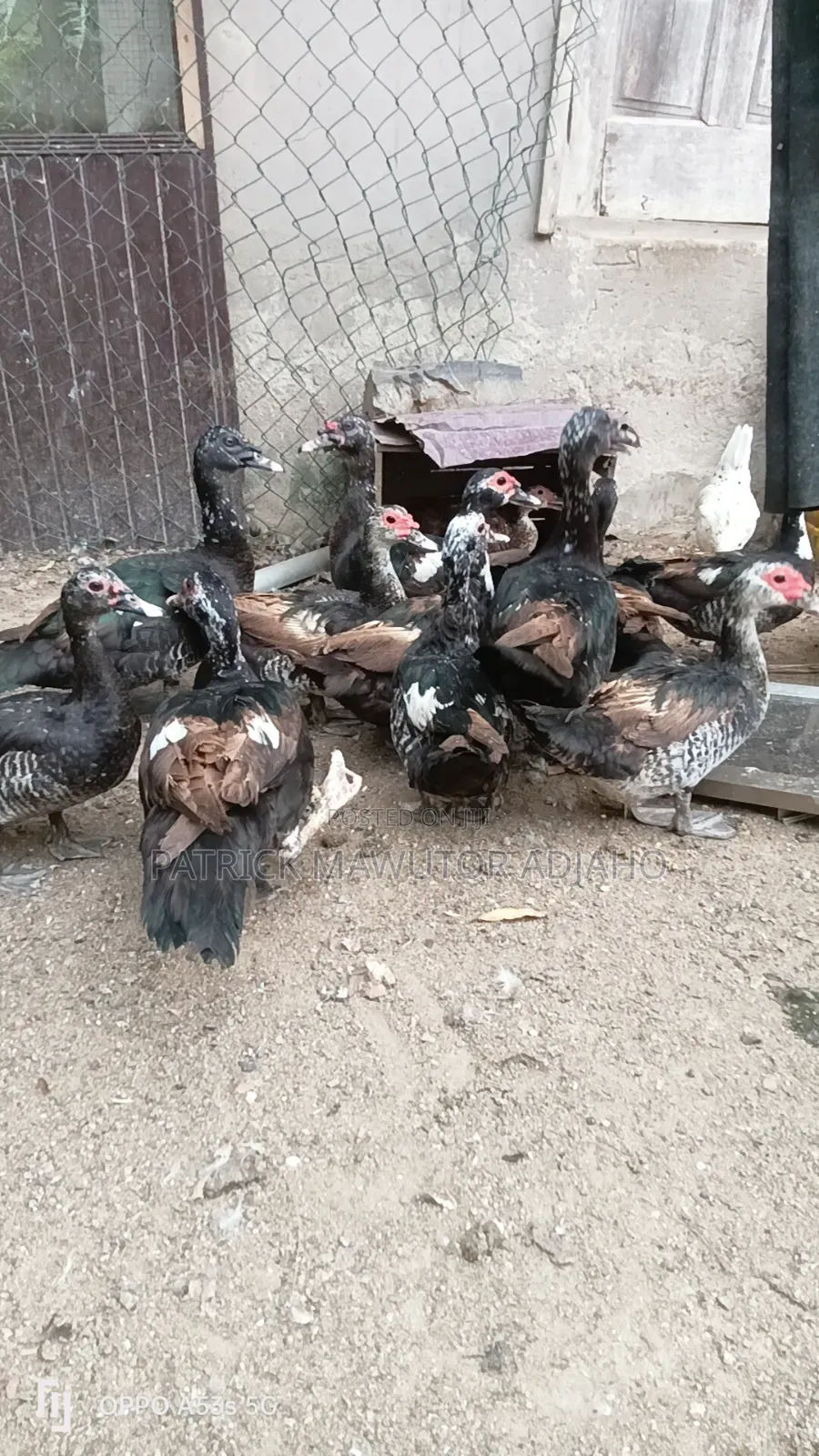 Muscovy Ducks For Sale