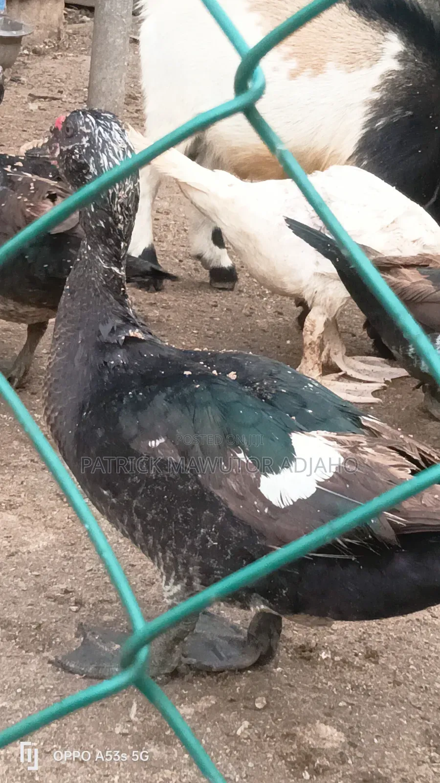 Muscovy Ducks For Sale