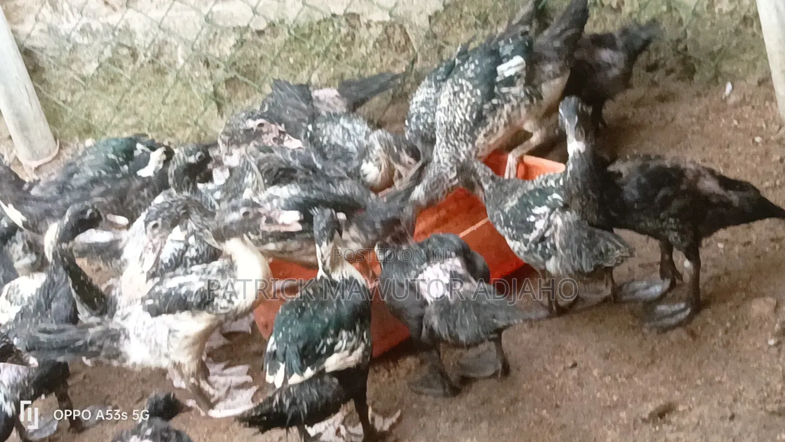 Muscovy Ducks For Sale