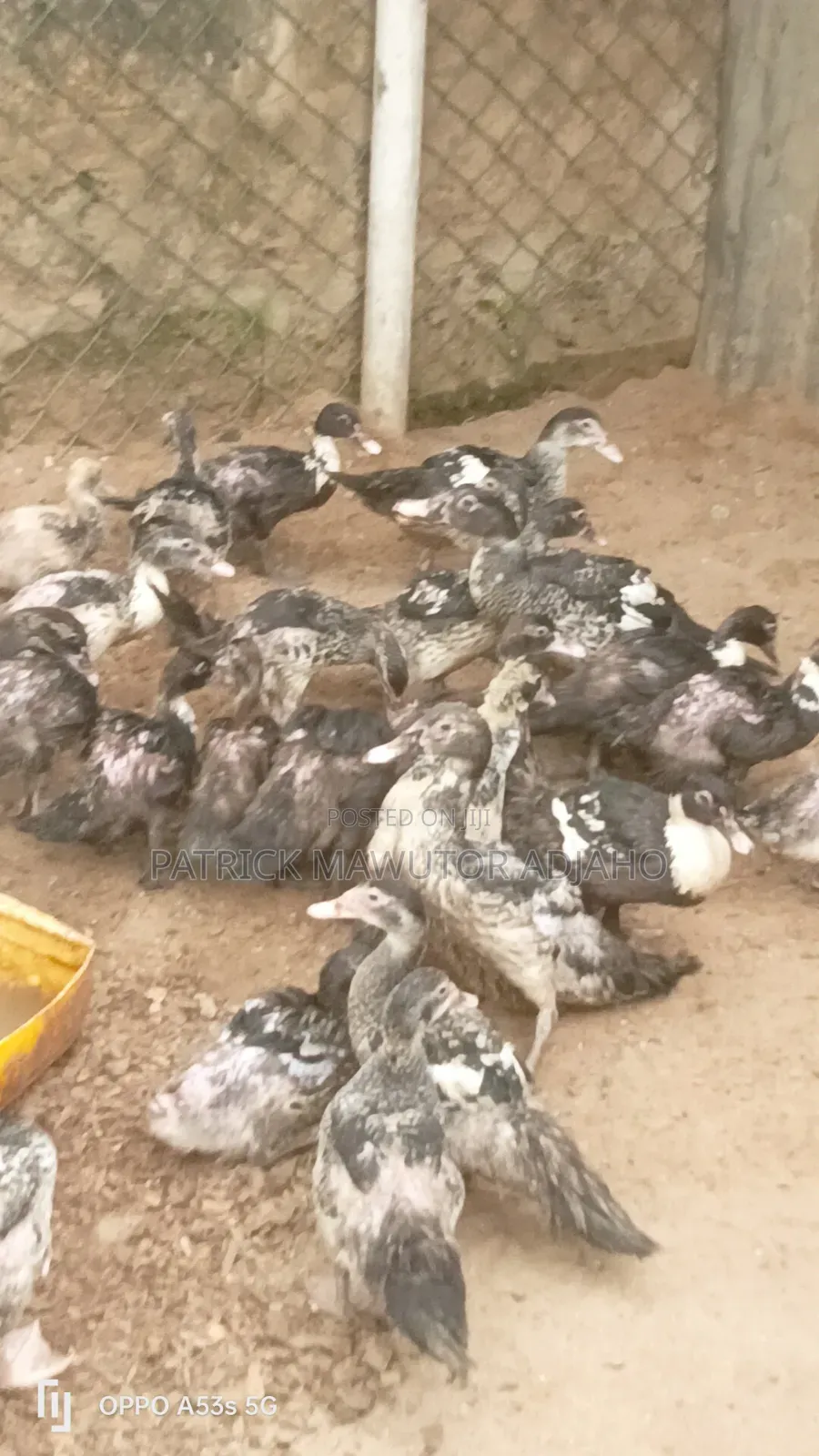 Muscovy Ducks For Sale