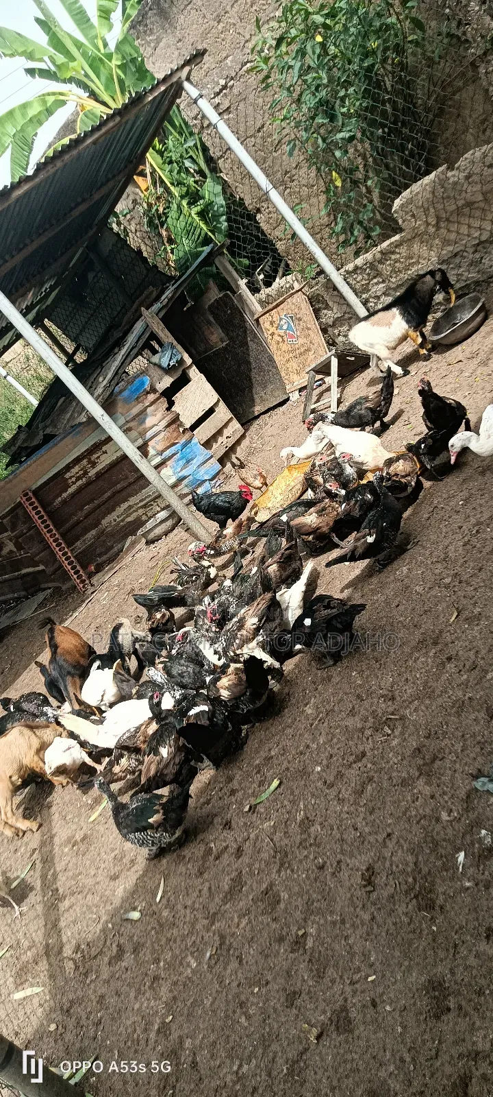 Muscovy Ducks For Sale