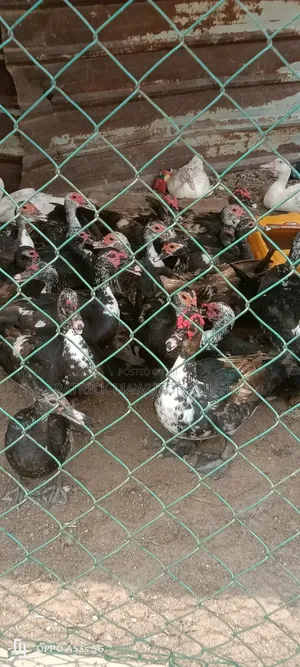 Muscovy Ducks For Sale