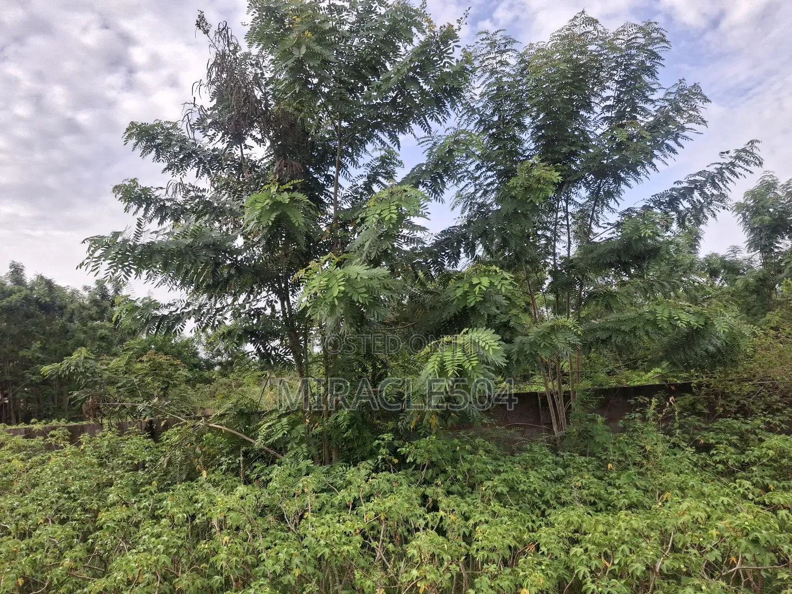 Asebi-Dodowa Land for Sale