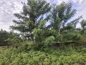 Asebi-Dodowa Land for Sale