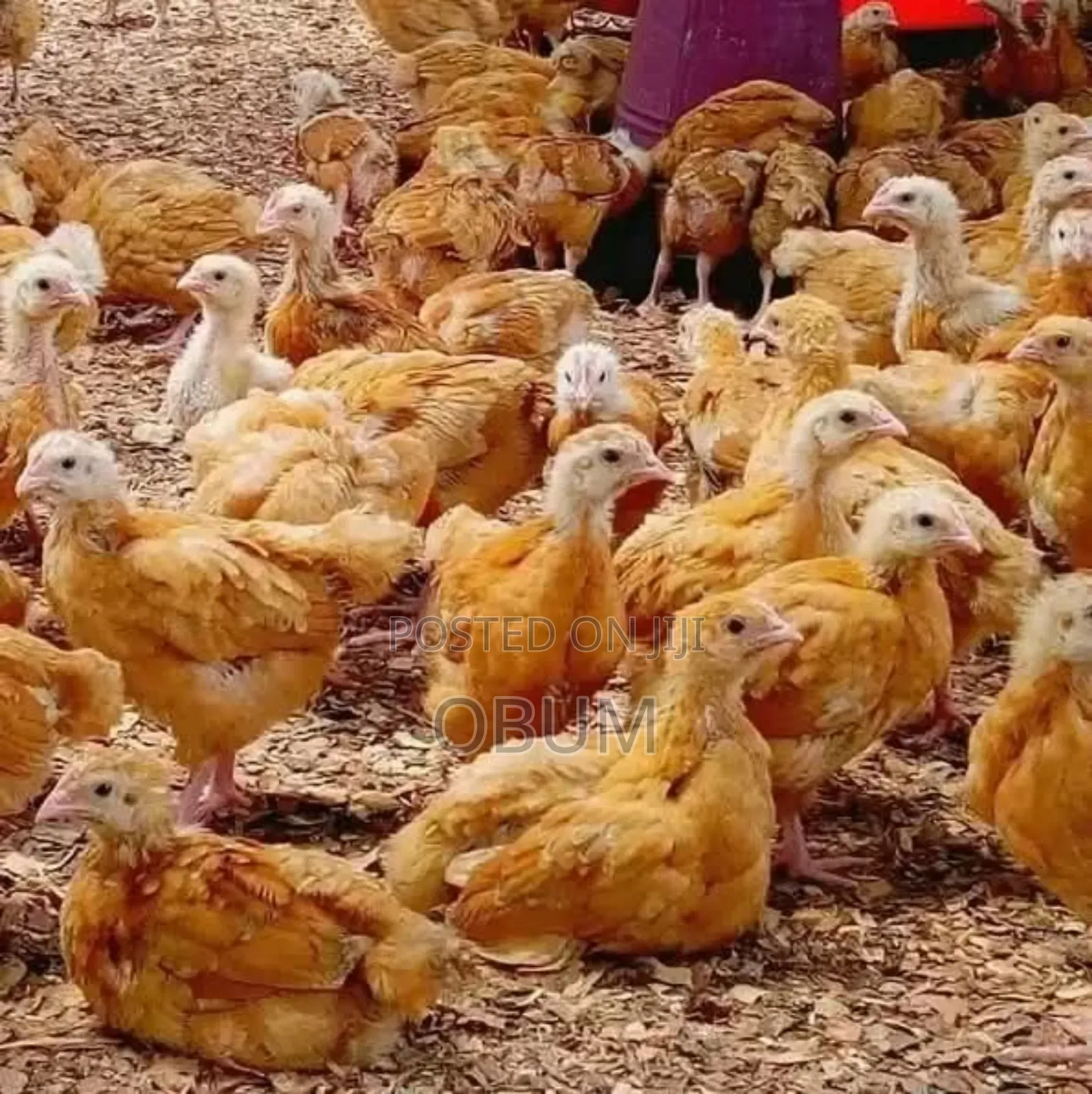 4 Weeks Old Healthy Sasso Chicks (Premier Akokor)