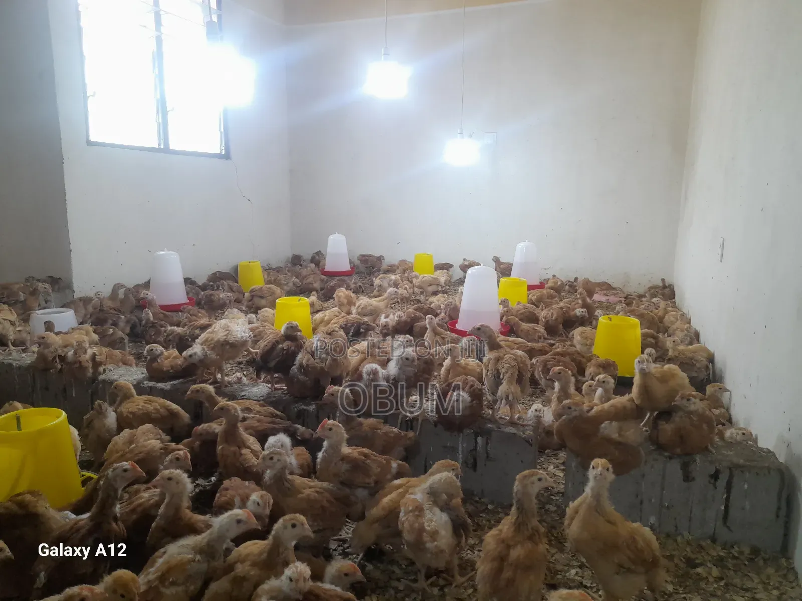 4 Weeks Old Healthy Sasso Chicks (Premier Akokor)
