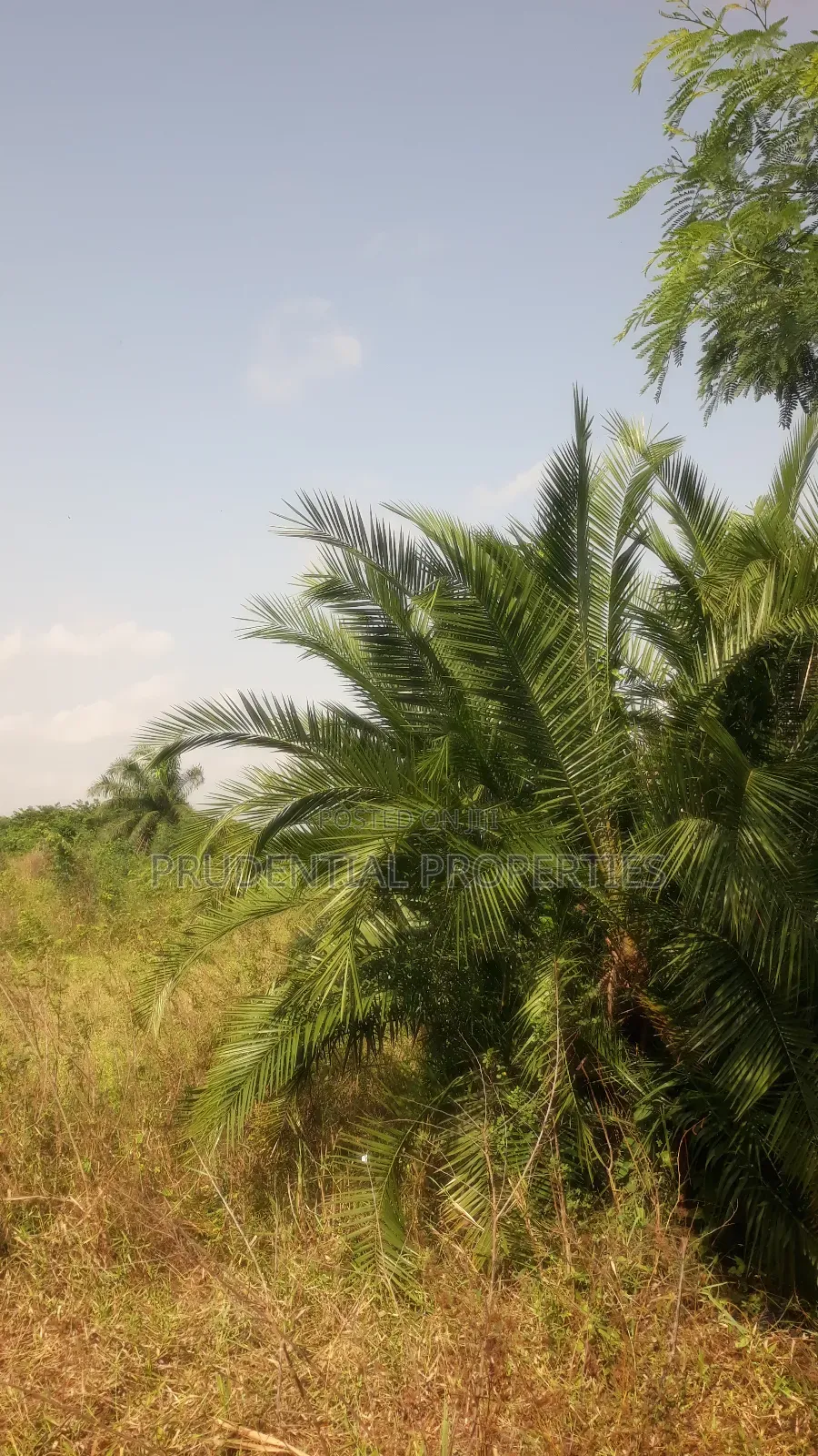 Farm Land for Sale at Adeiso