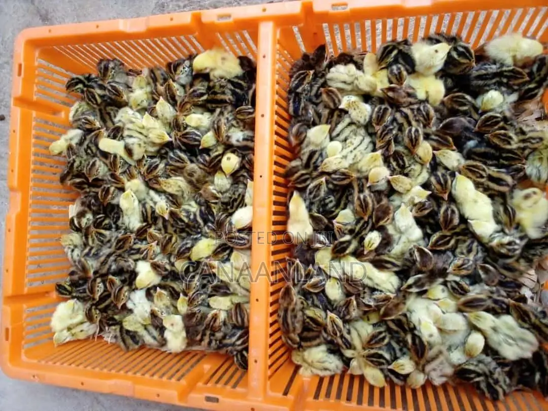 Day-Old Quails Brooded Ones