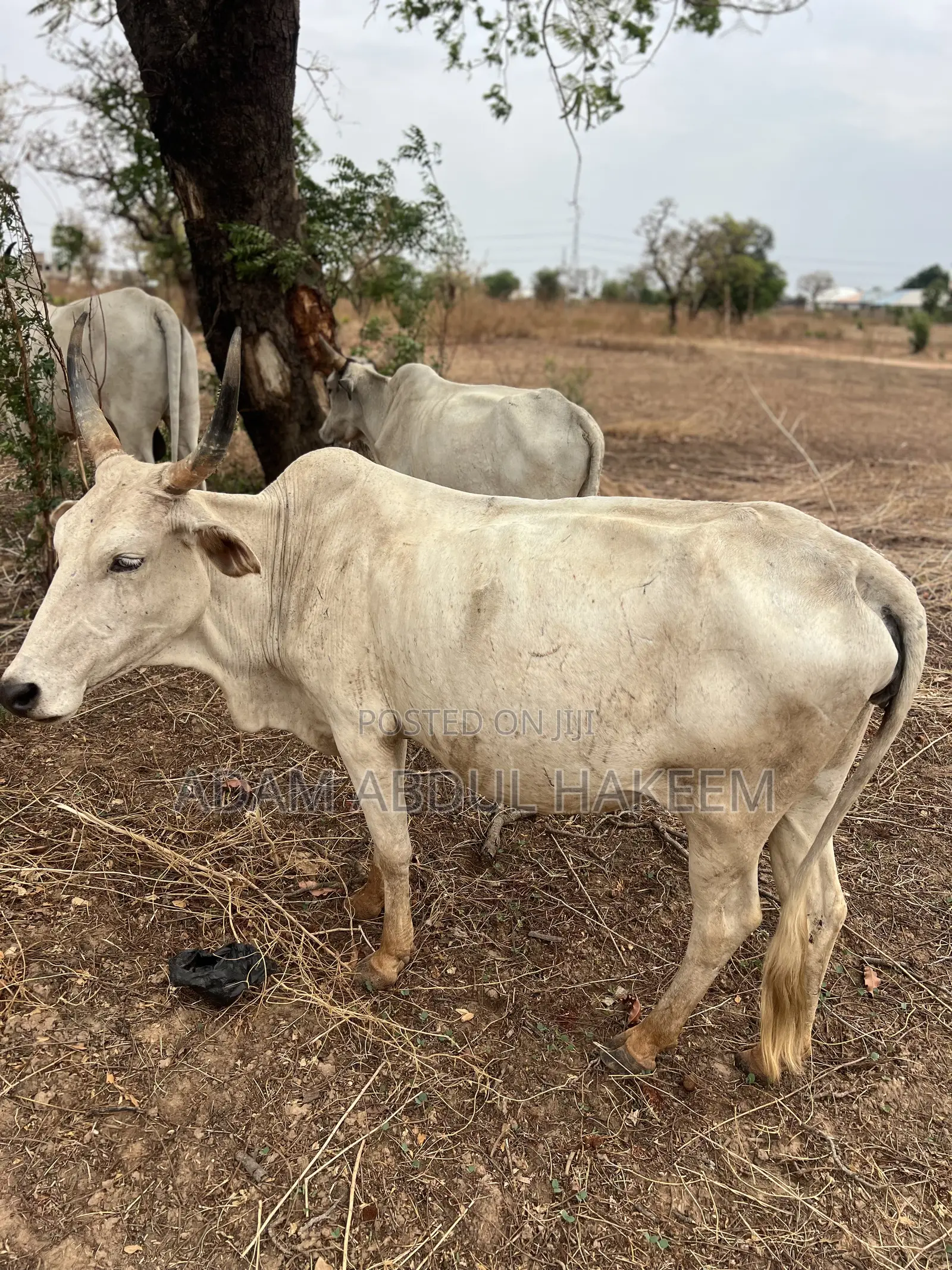 Cow For Sell