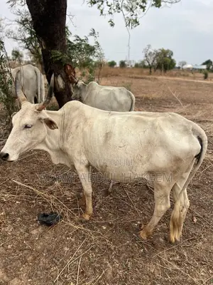 Cow For Sell
