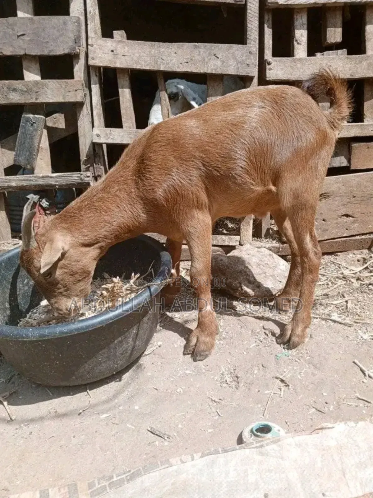 Goat Is for Sale