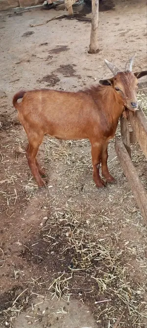 Goat Is for Sale