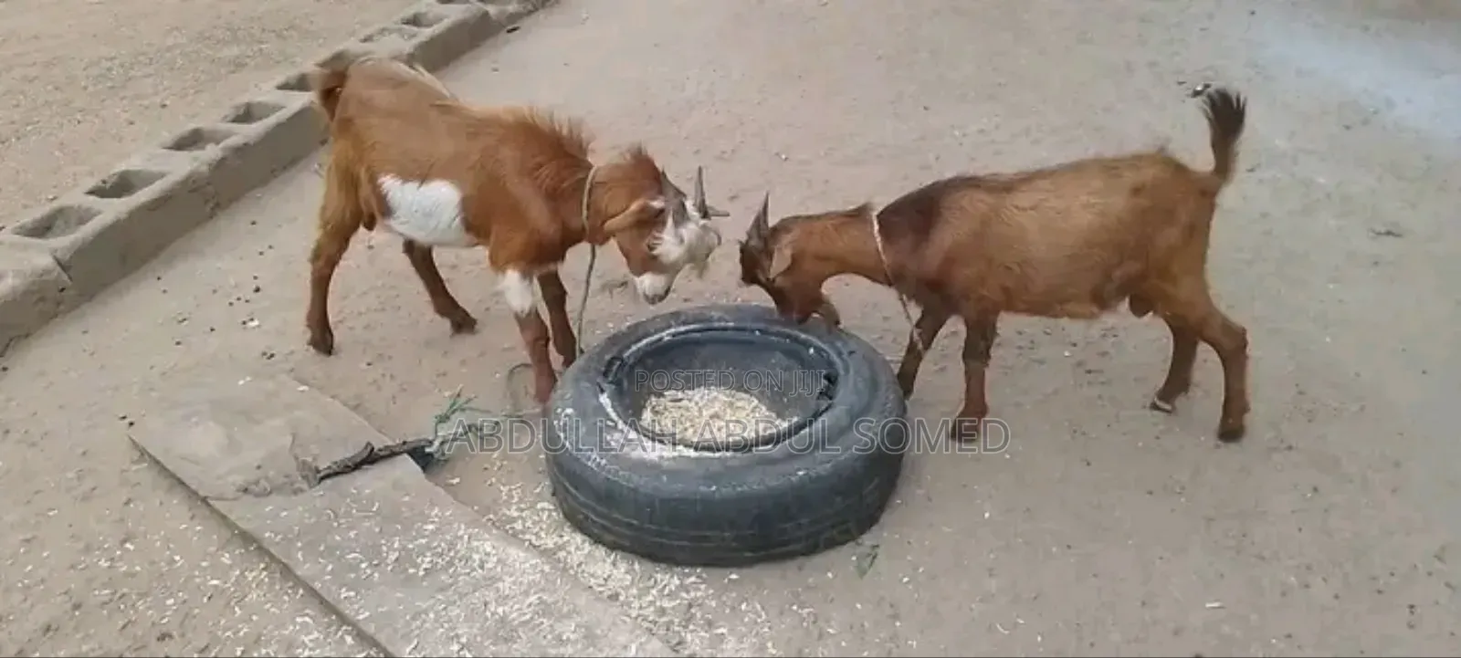 Goat Is for Sale