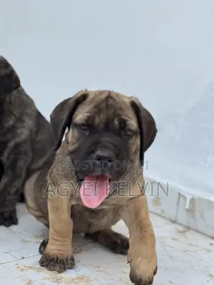 1-3 months Female Purebred Boerboel