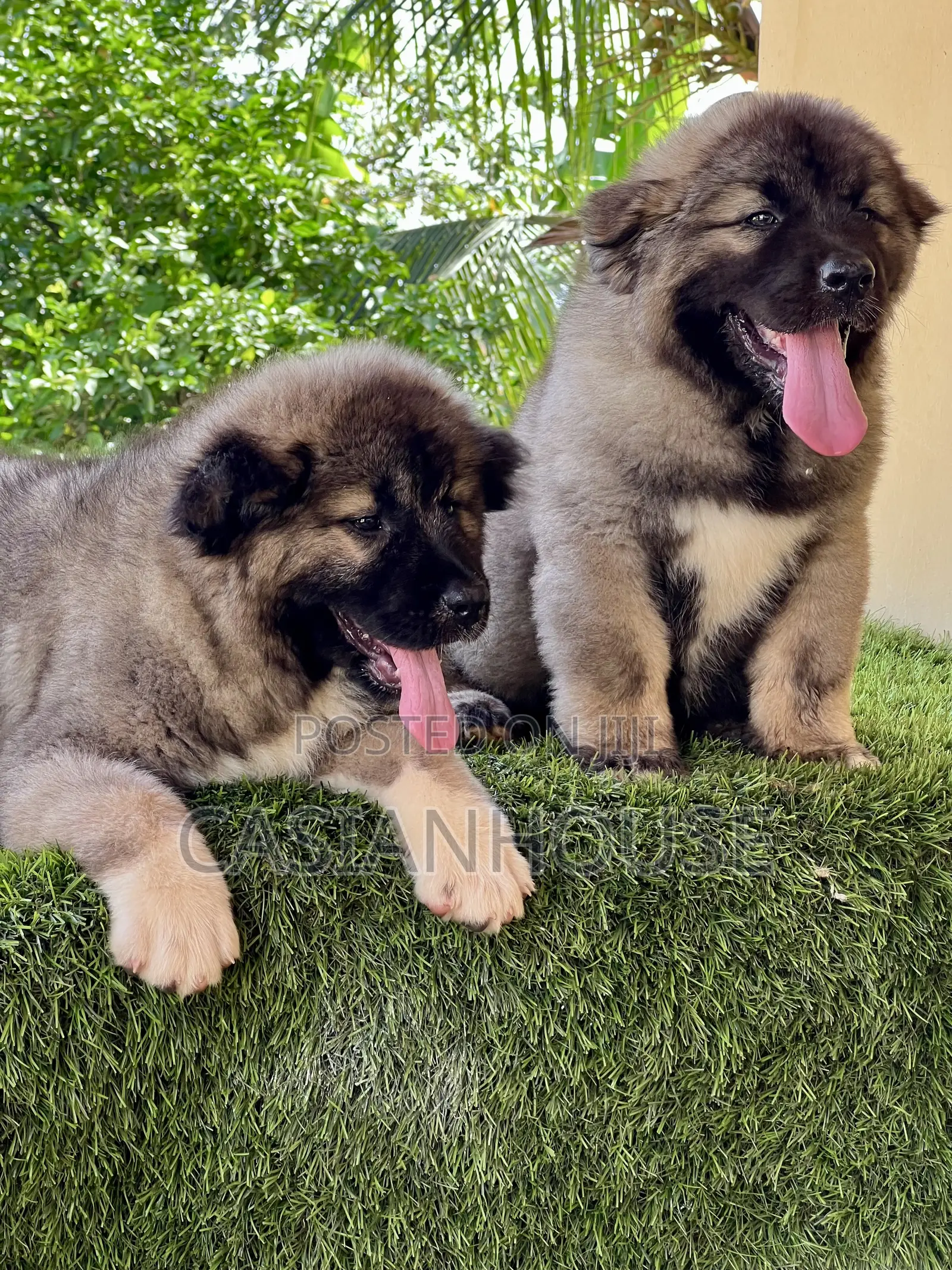 0-1 month Male Purebred Caucasian Shepherd