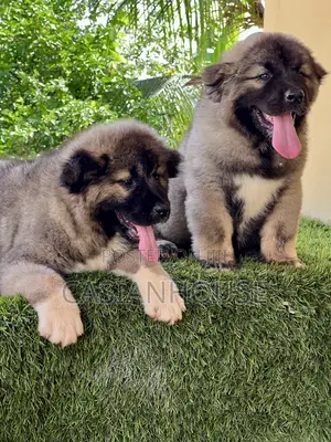 0-1 month Male Purebred Caucasian Shepherd