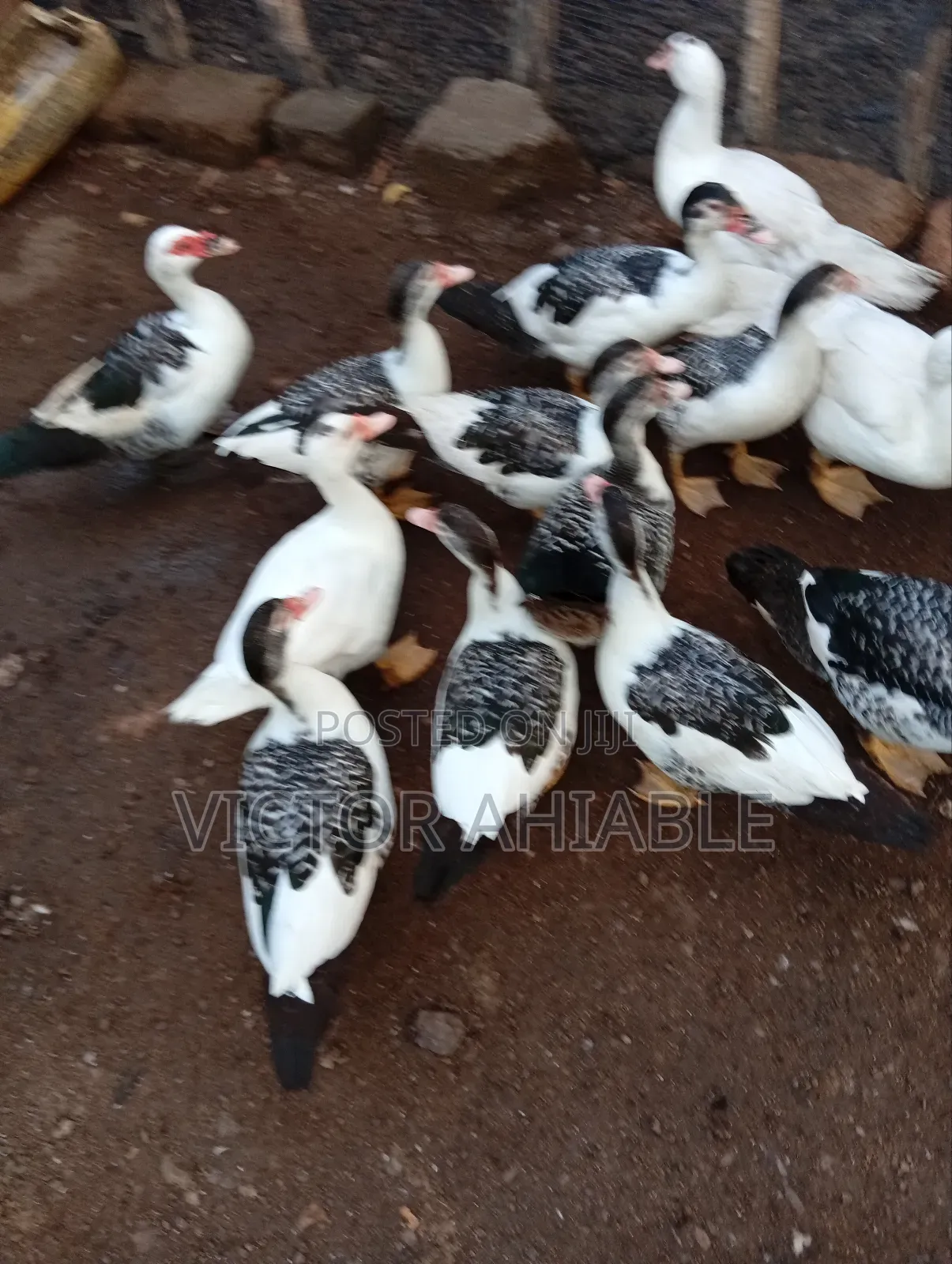 Healthy Ducks Are Going for Cool Price