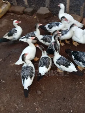 Healthy Ducks Are Going for Cool Price