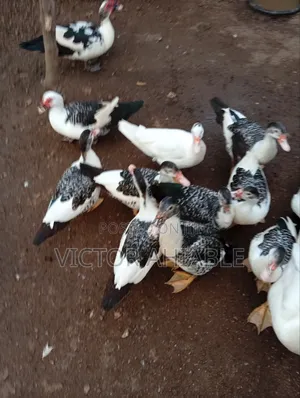 Healthy Ducks Are Going for Cool Price