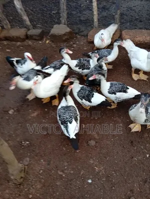 Healthy Ducks Are Going for Cool Price