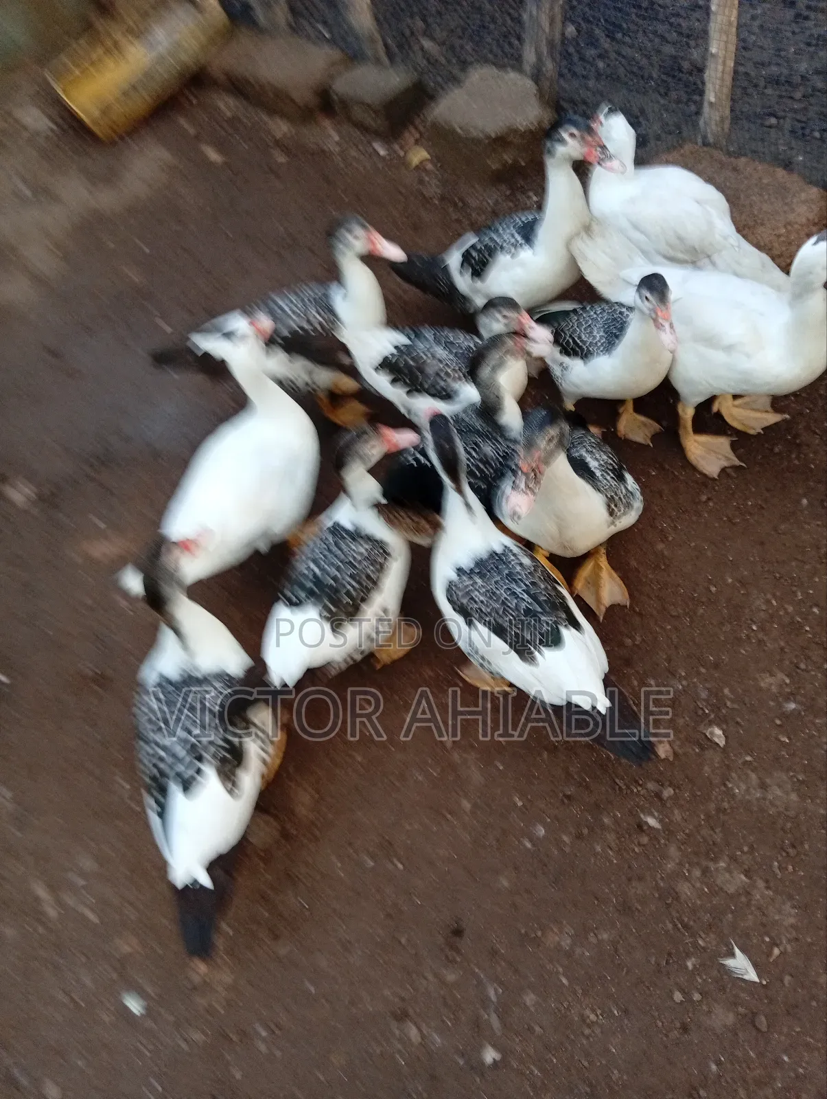 Healthy Ducks Are Going for Cool Price