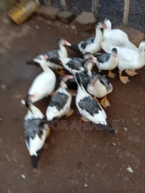 Healthy Ducks Are Going for Cool Price