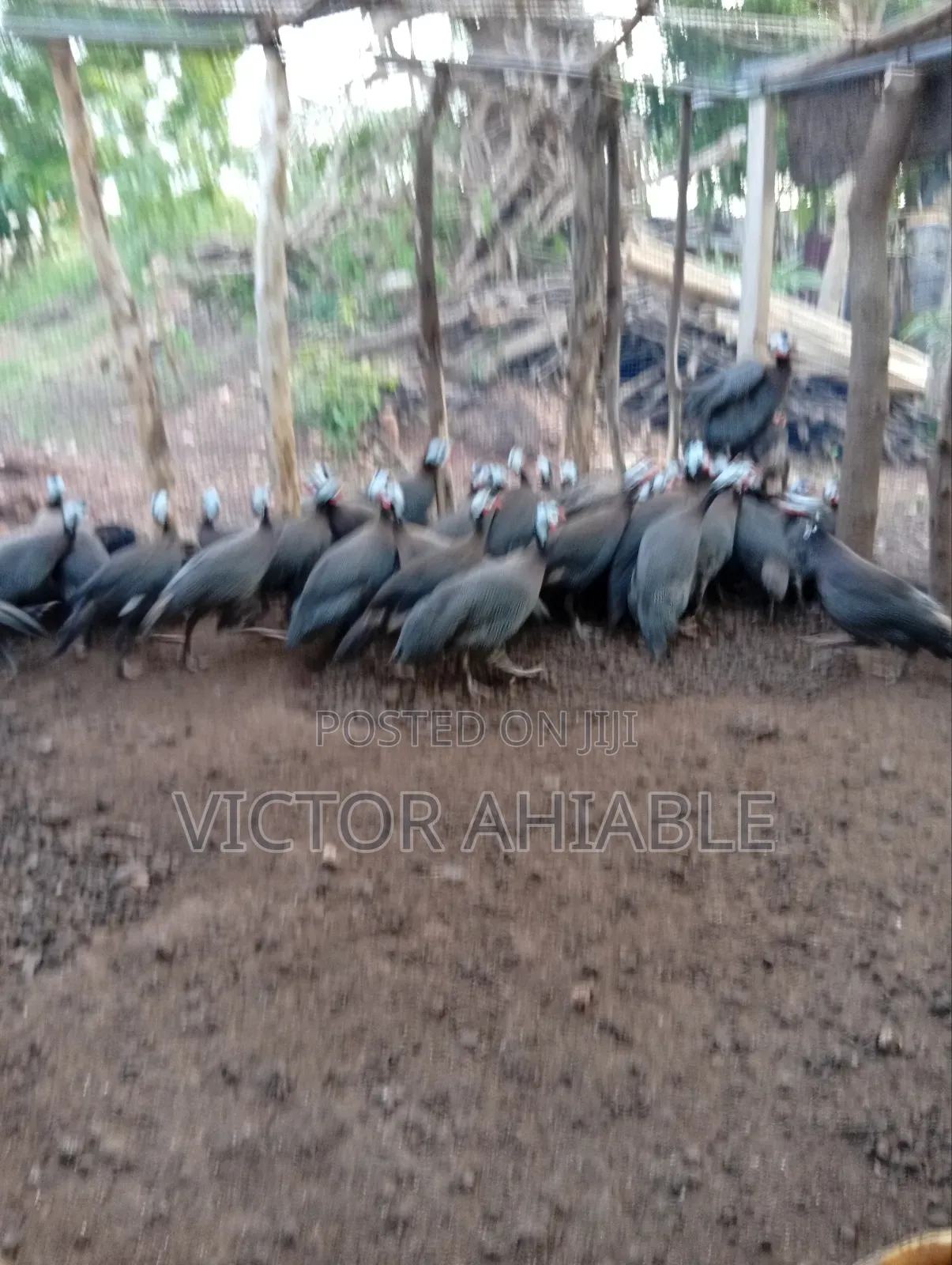 Mature Guinea Fowl Both Male and Female Are Going for Cool Price