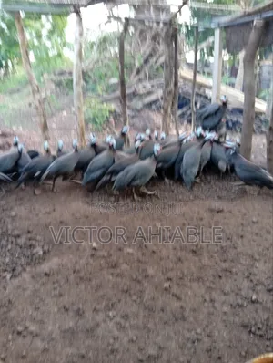 Mature Guinea Fowl Both Male and Female Are Going for Cool Price