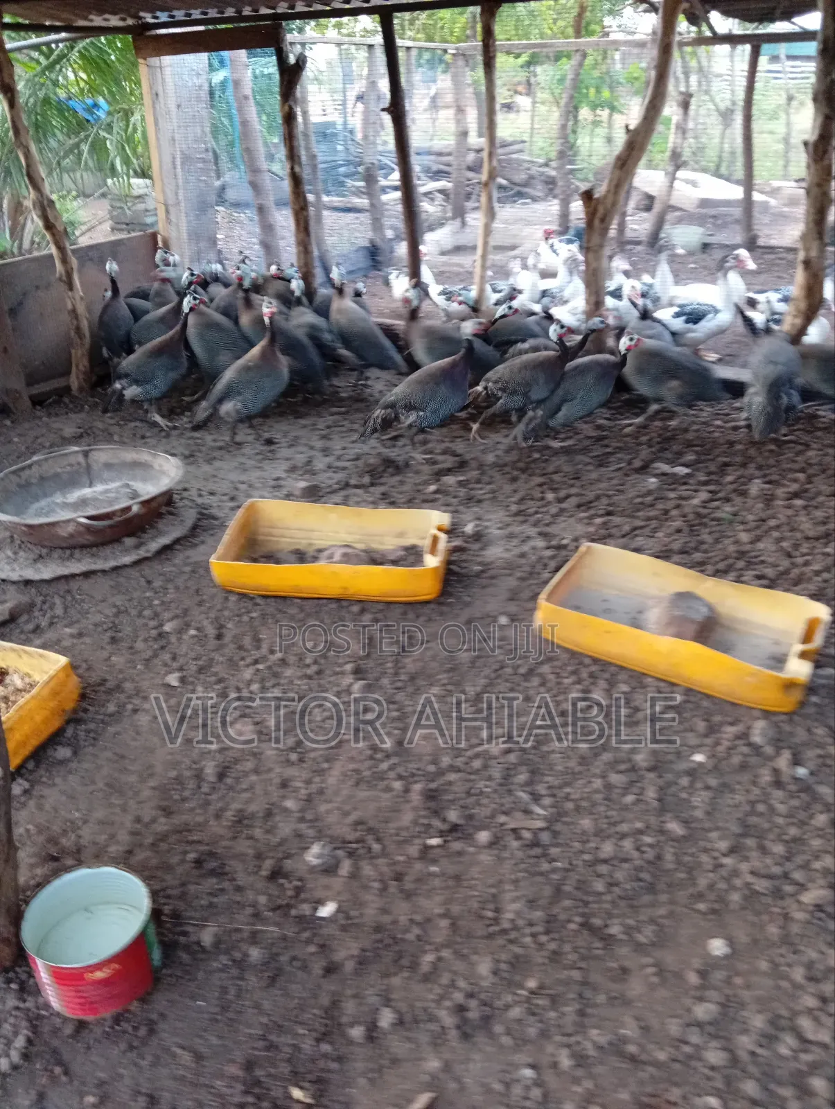 Mature Guinea Fowl Both Male and Female Are Going for Cool Price