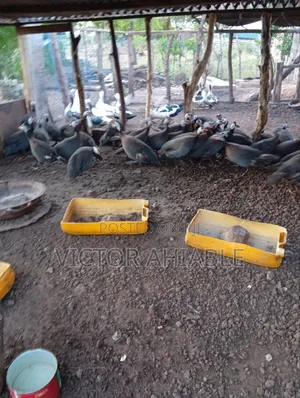 Mature Guinea Fowl Both Male and Female Are Going for Cool Price