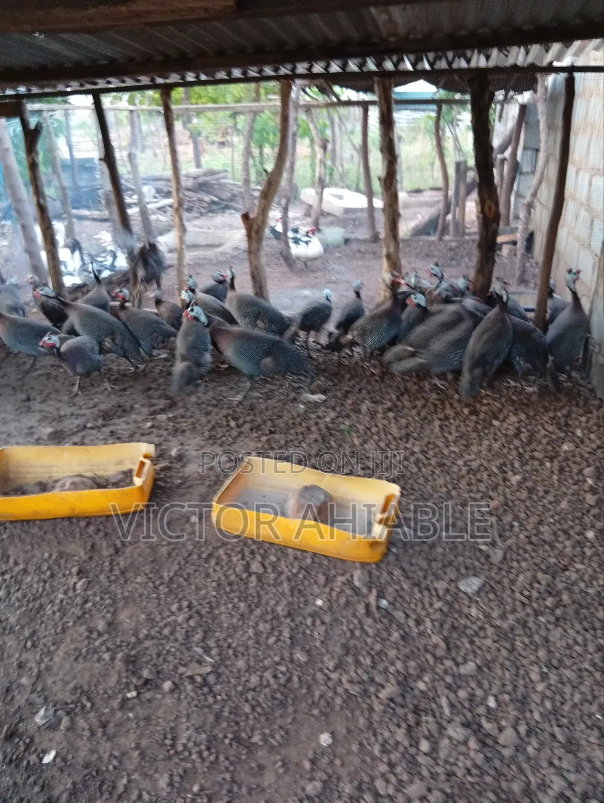 Mature Guinea Fowl Both Male and Female Are Going for Cool Price