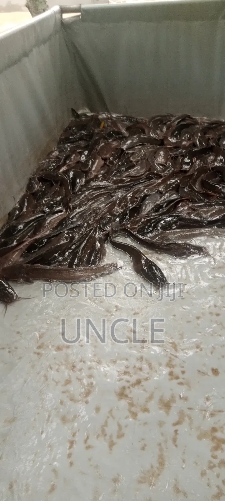 Palatable Catfish for sale - Uncle Price: GH₵ 65 on Jiji.com.gh [Kasoa]