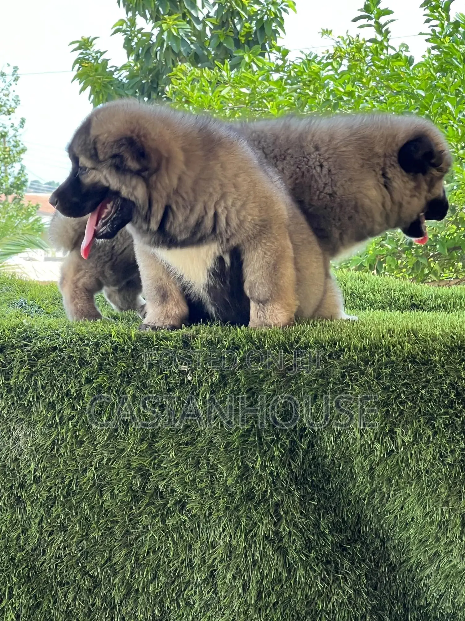0-1 month Male Purebred Caucasian Shepherd