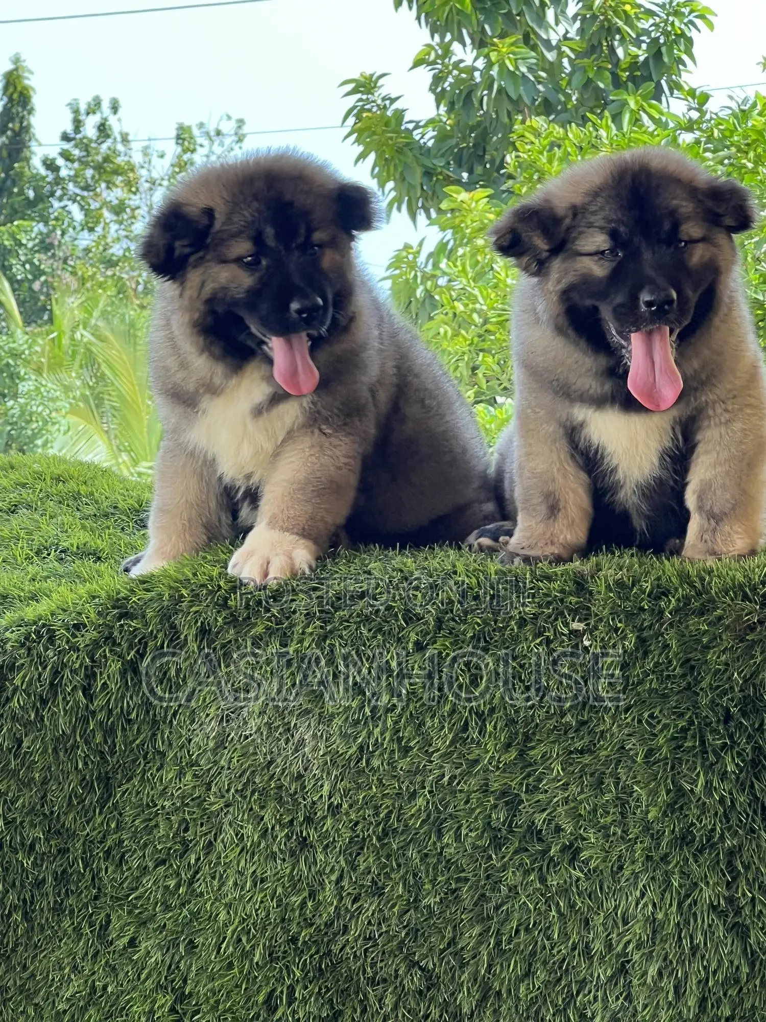 0-1 month Male Purebred Caucasian Shepherd