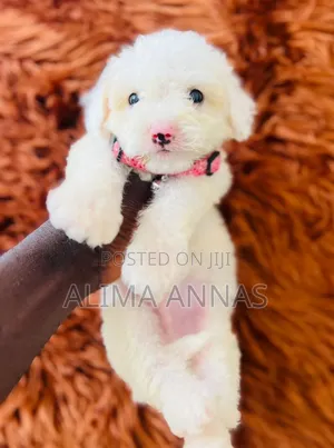 1-3 months Male Purebred Maltese