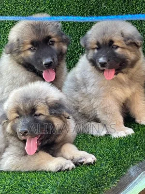 1-3 months Male Purebred Caucasian Shepherd