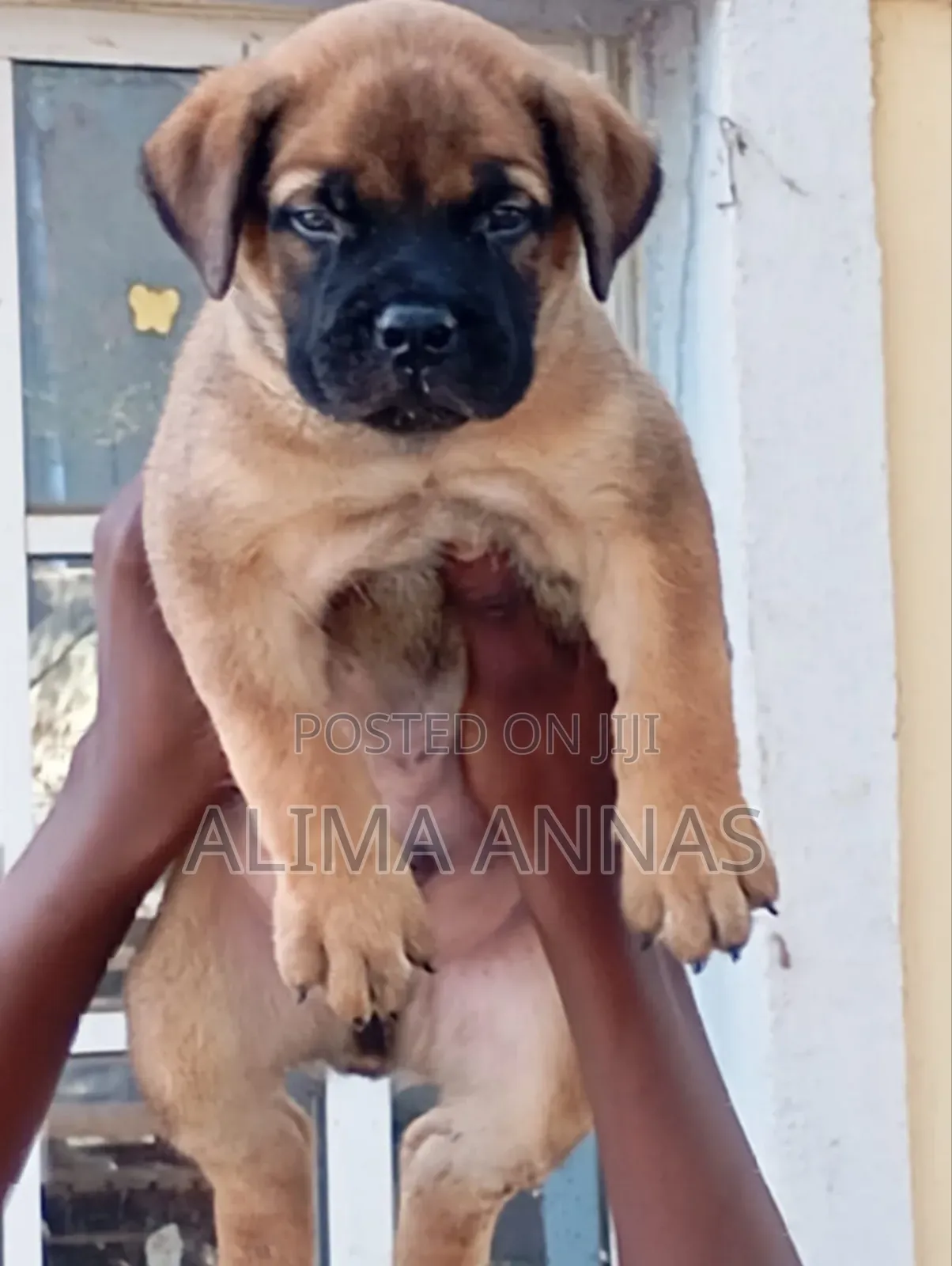 1-3 months Female Purebred Boerboel