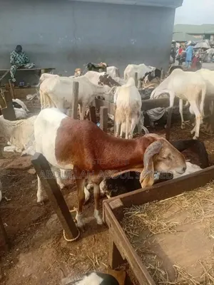 Sheep Is for Sale