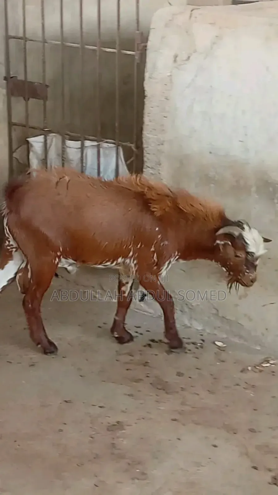 Goat Is for Sale