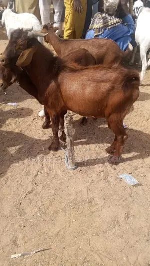 Goat Is for Sale