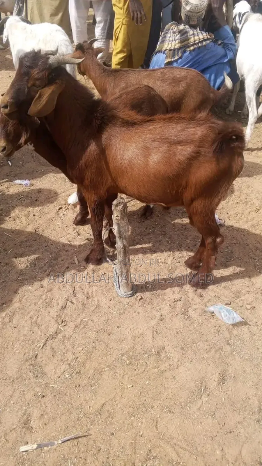 Goat Is for Sale