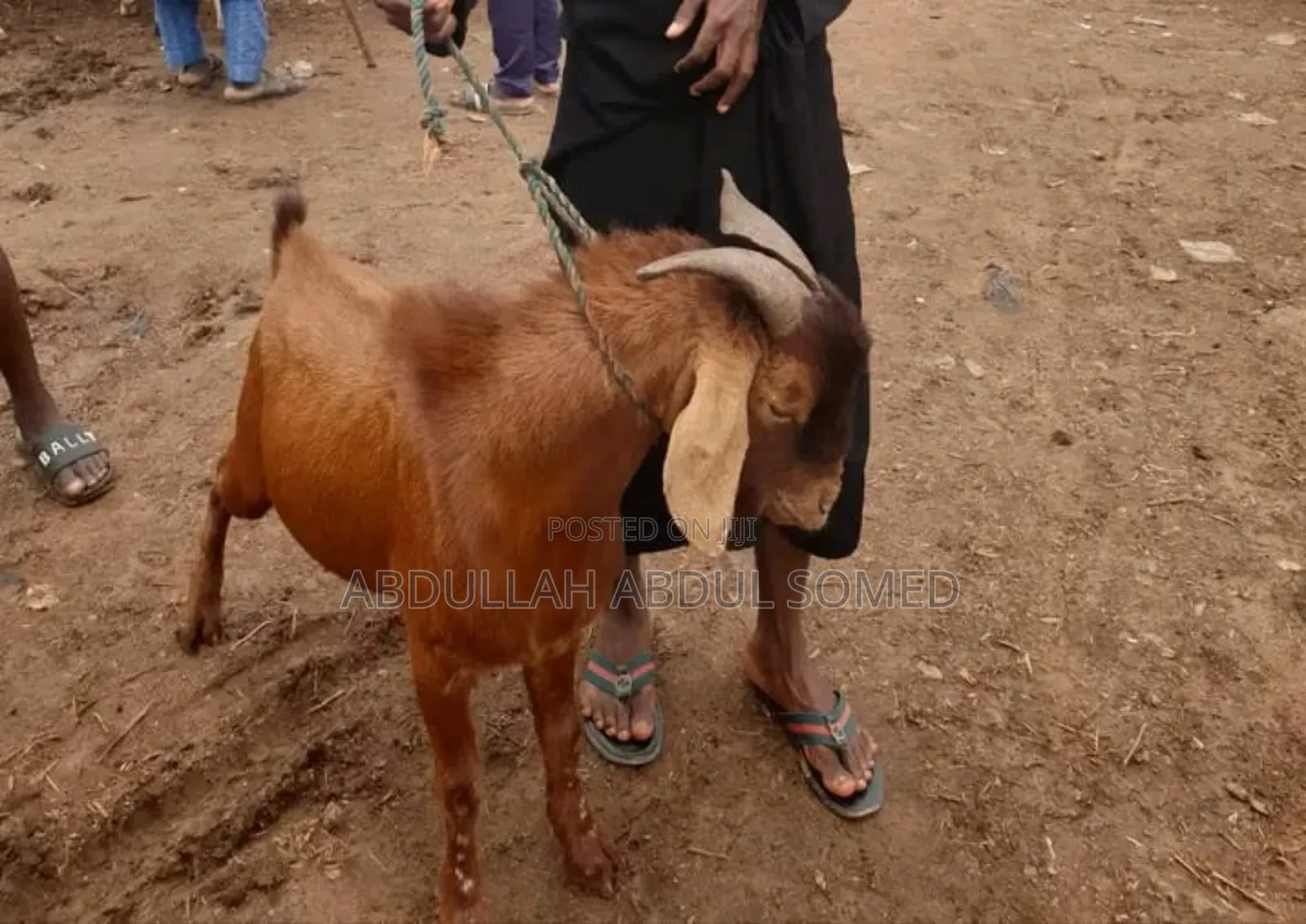 Goat Is for Sall