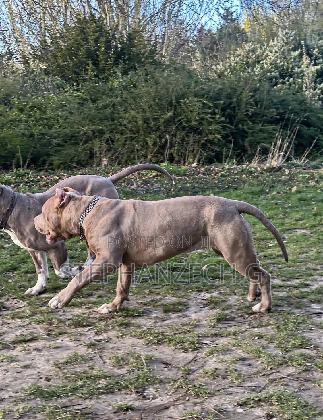 1+ year Male Purebred American Bully