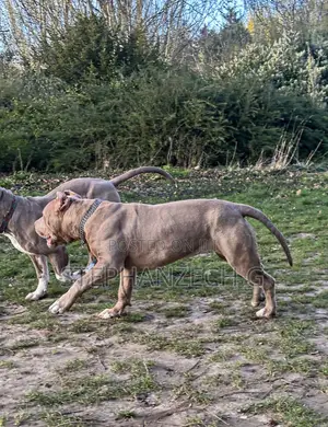 1+ year Male Purebred American Bully