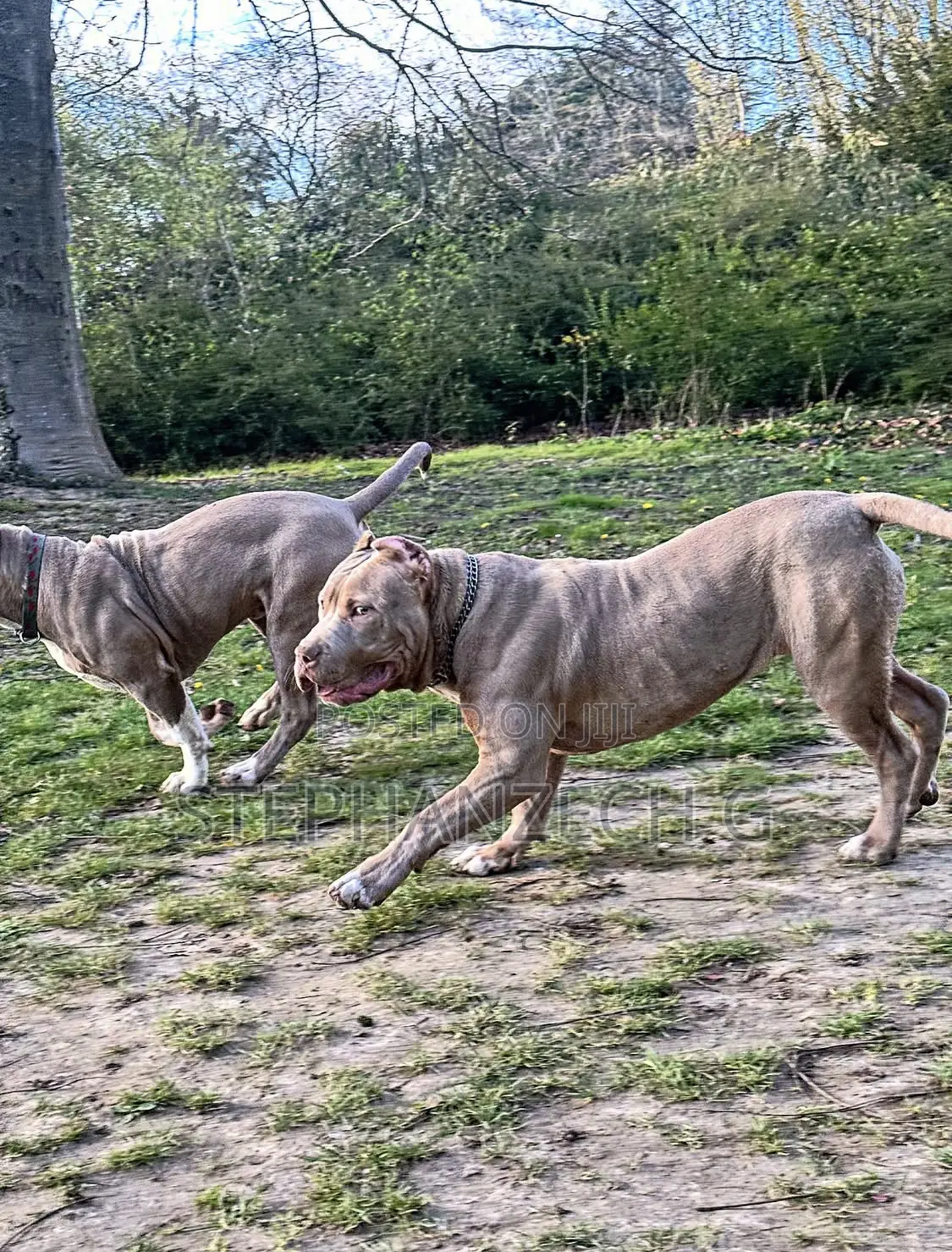 1+ year Male Purebred American Bulldog