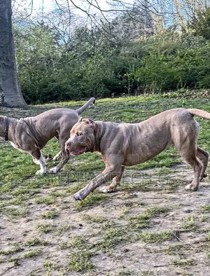 1+ year Male Purebred American Bulldog