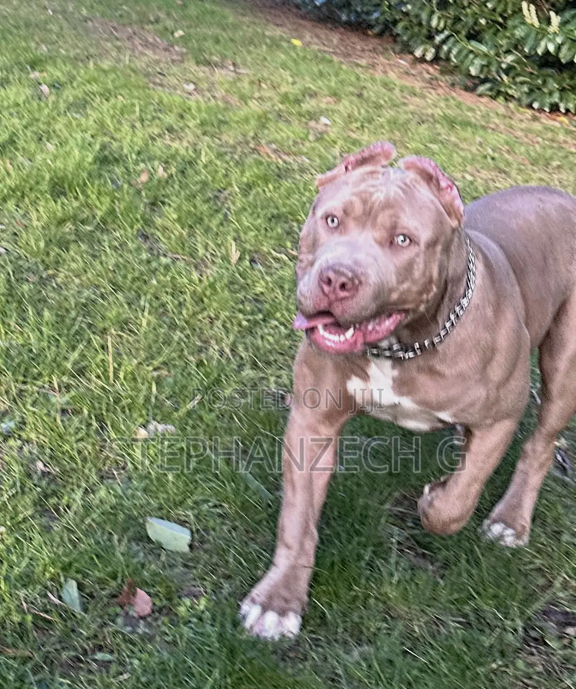 1+ year Male Purebred American Bully