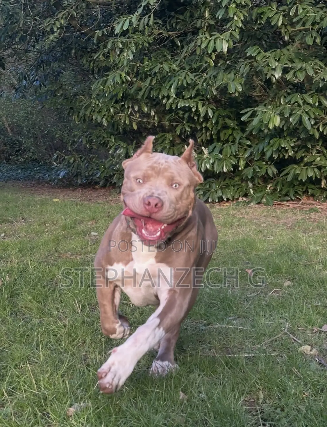 1+ year Male Purebred American Bully