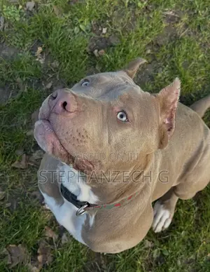 1+ year Male Purebred American Bully