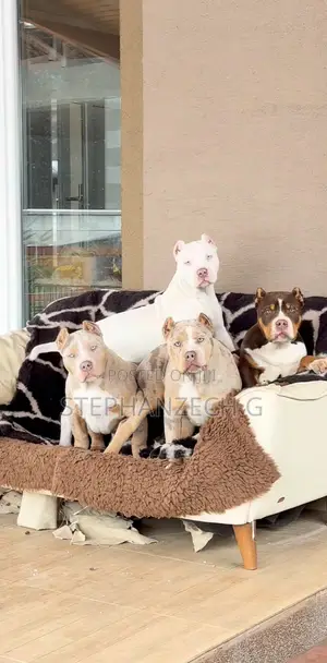 1+ year Male Purebred American Bully